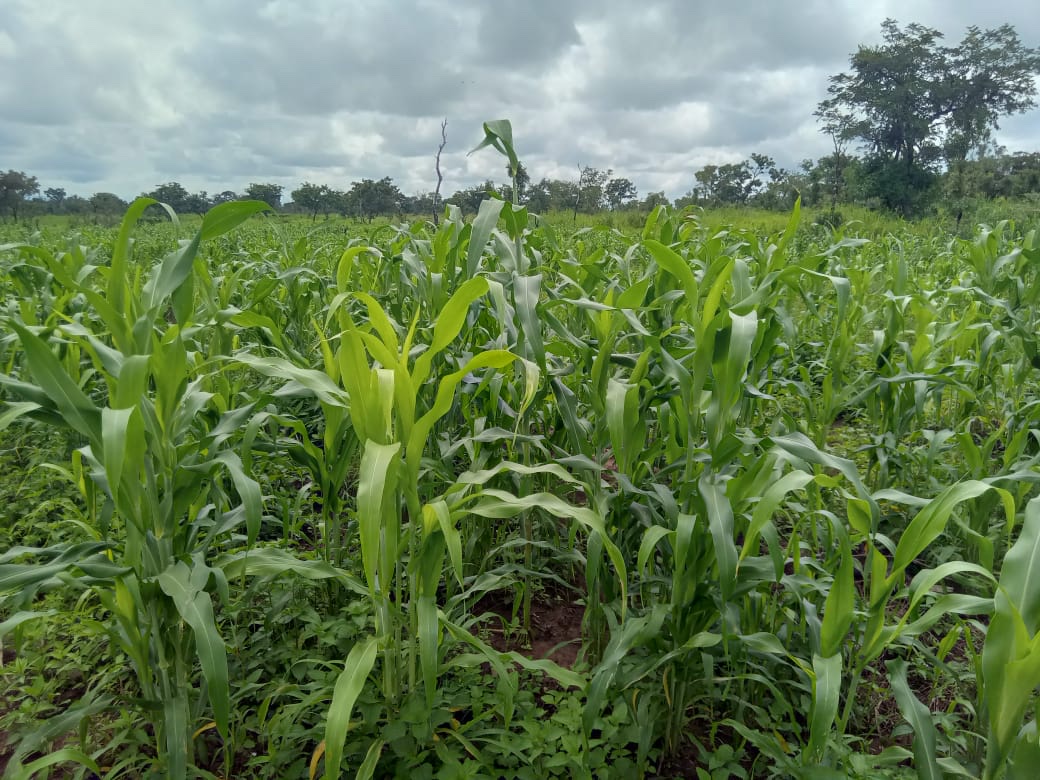 Lifting the Burden Before the First Seed: Maize Farmers Support in Savelugu